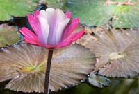 De Lotustulp. Nieuw icoon voor Holland waterland